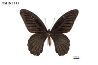 Papilio memnon heronus Collection Image, Figure 1, Total 6 Figures